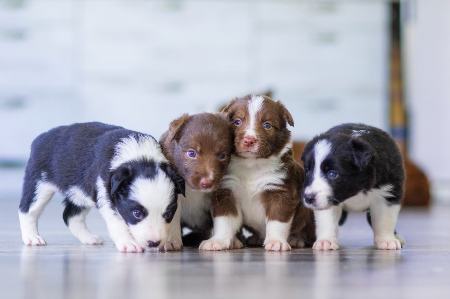 The Importance of Neonatal Animal Rescue