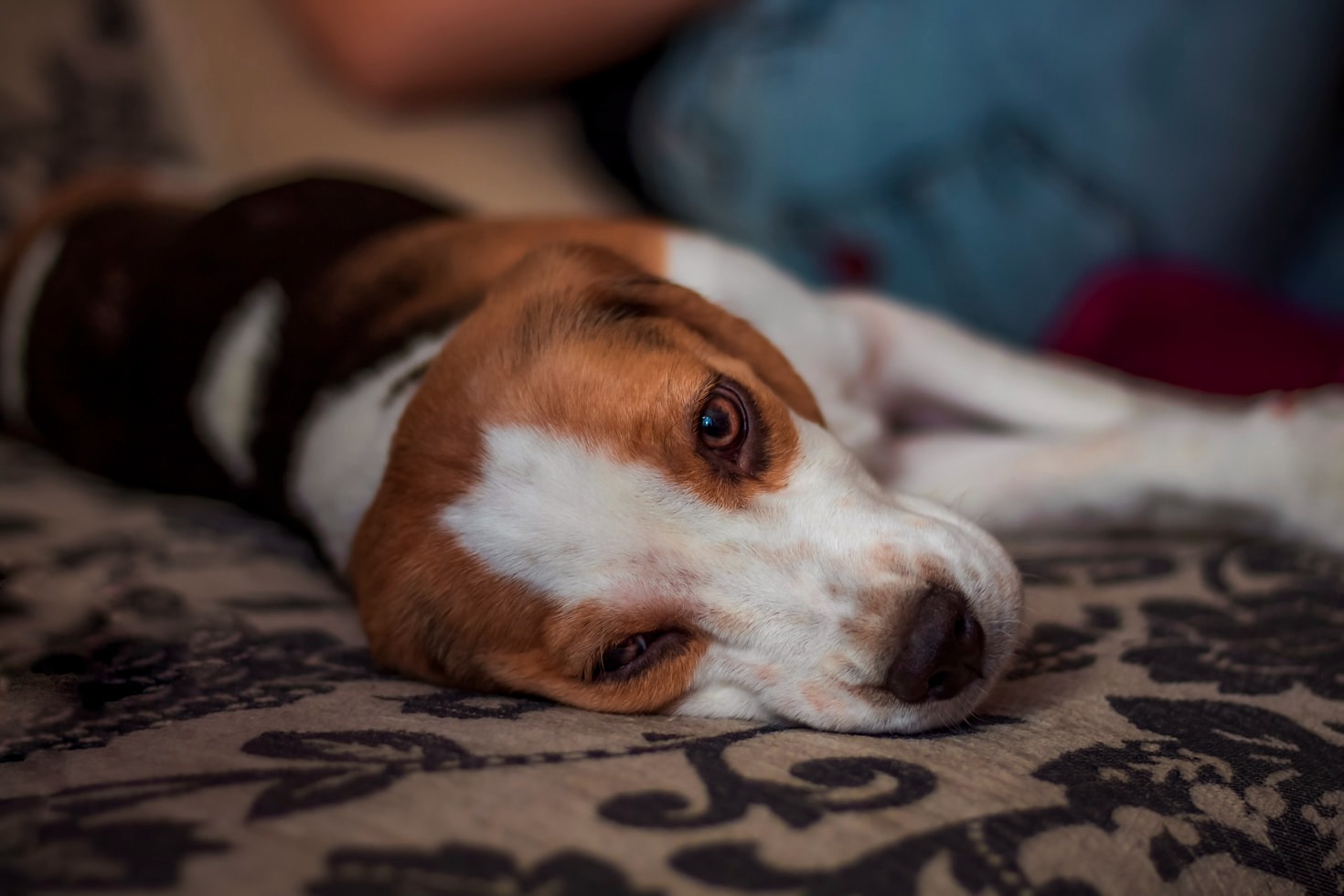 How to Care for Newborn Puppies and Kittens