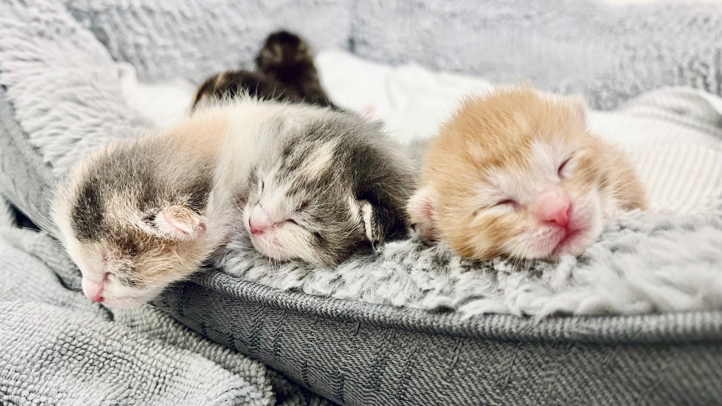 Understanding Whelping: What You Need to Know