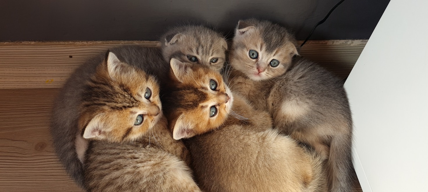 The Role of Ultrasound in Pet Pregnancy Care