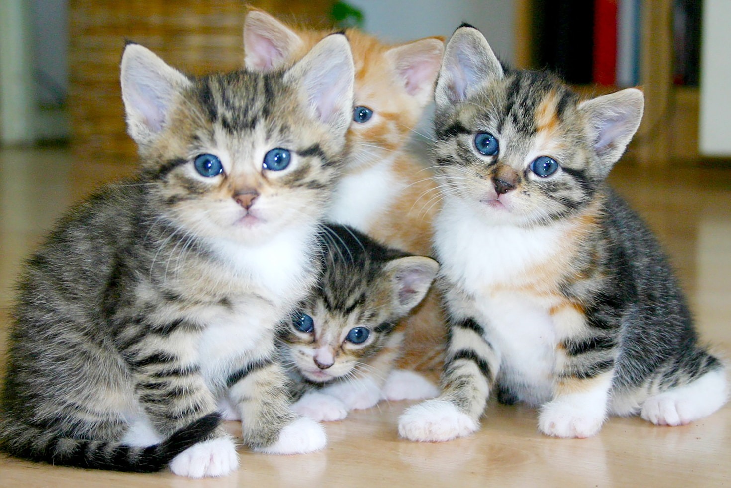 Tiny Steps: Nurturing Neonatal Puppies and Kittens