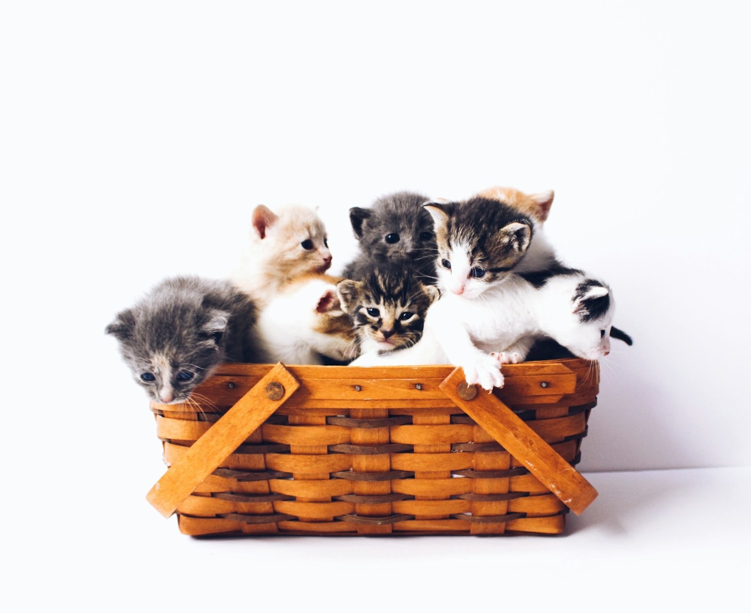 Top Tips for Supporting Rescued Neonates
