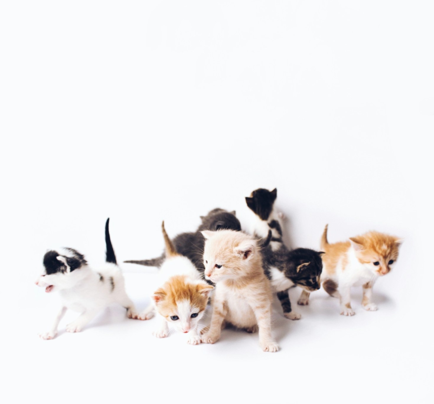 How Tiny Paws Neonatal Rescue Makes a Difference